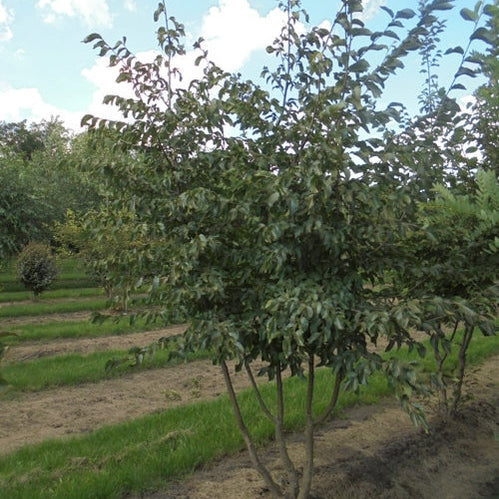 Humlebok - Ostrya carpinifolia 350-400 MS